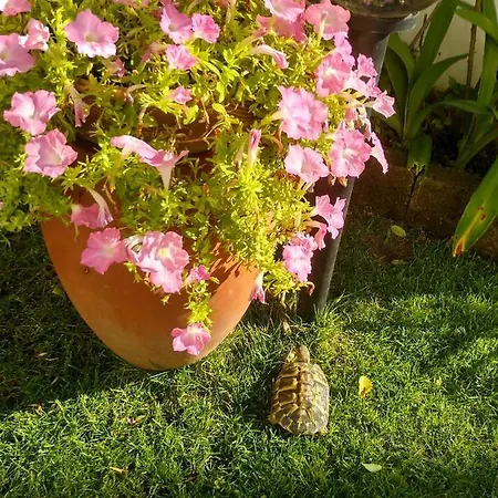Bed & Breakfast Tre Civette Sul Como Marina di Massa